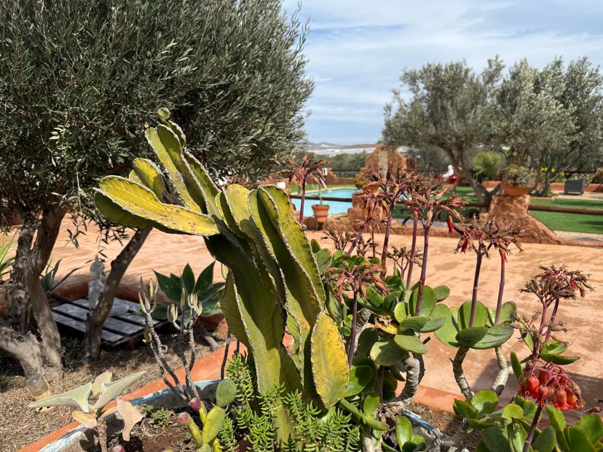 Olivares Rural Los Albaricoques Luaran gambar